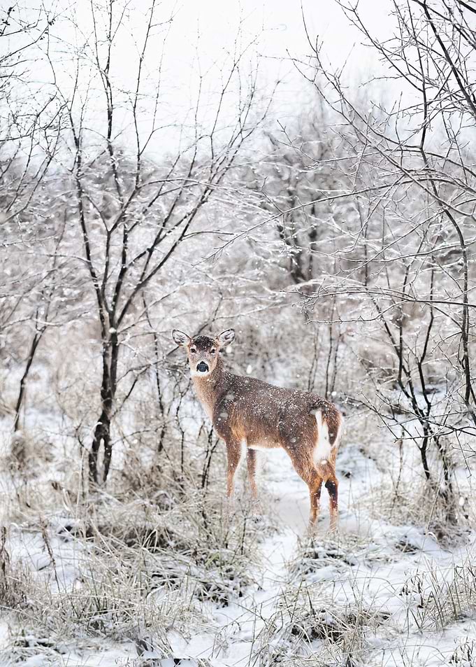 deer snow trees horn