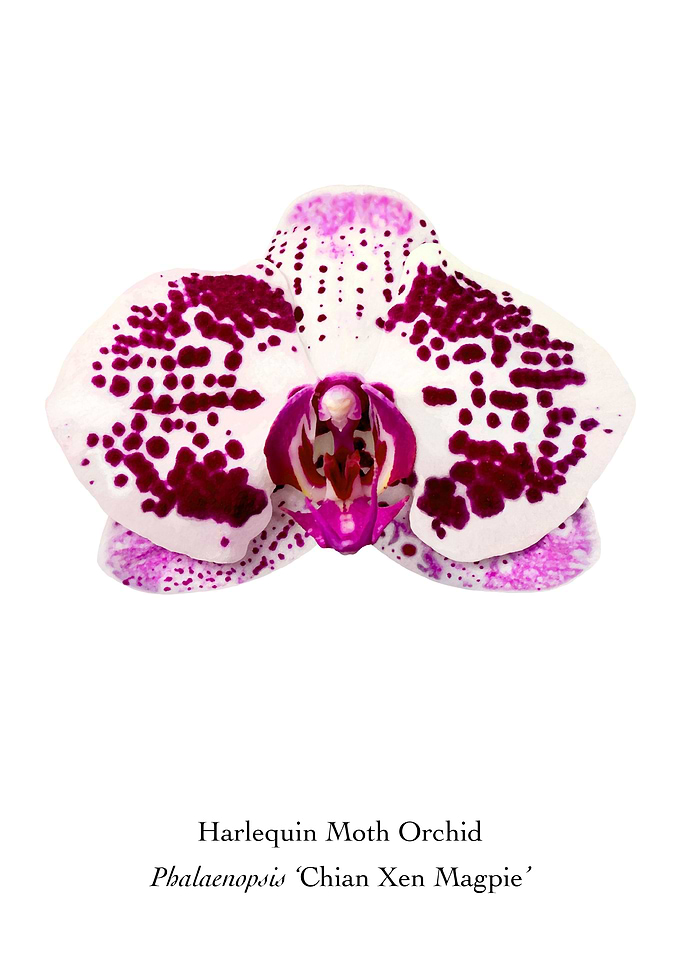 Harlequin Moth Orchid