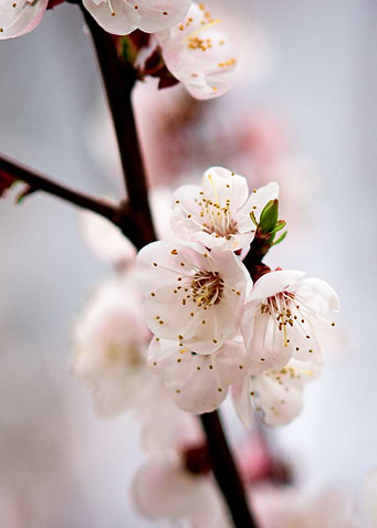 Japanese Apricot Blossoms