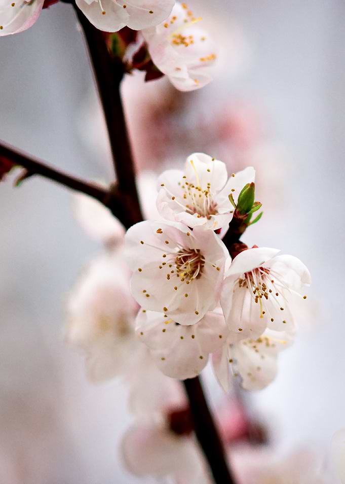 Japanese Apricot Blossoms