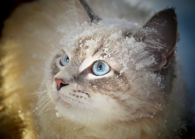 fluffy cat