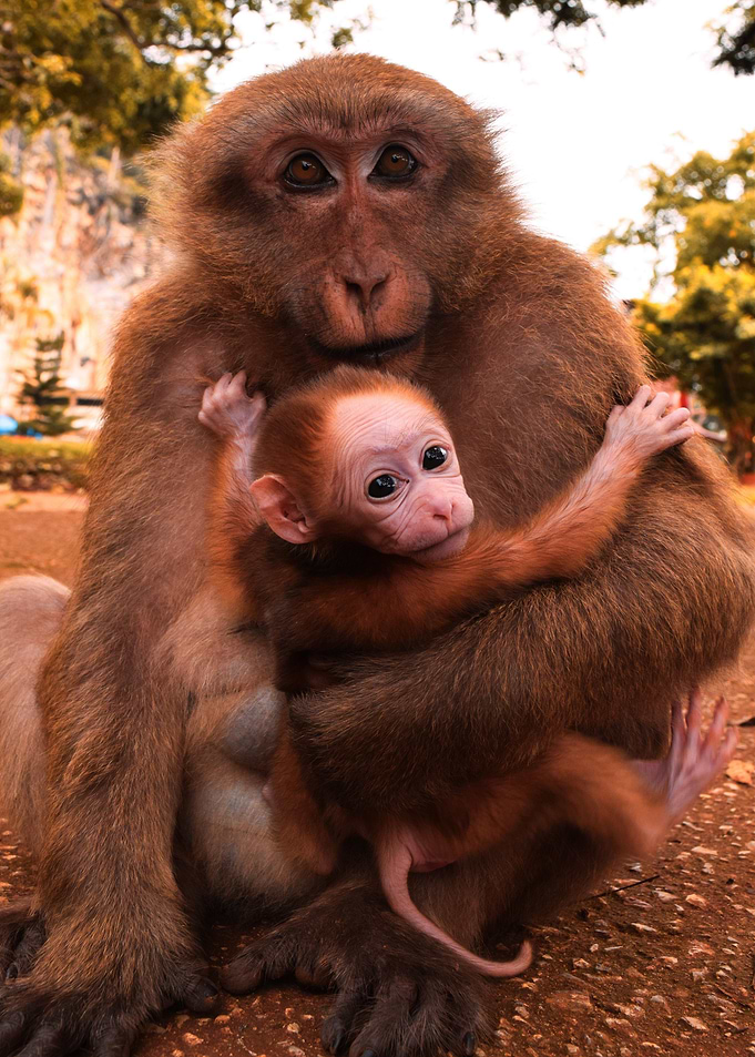 baby monkey holding