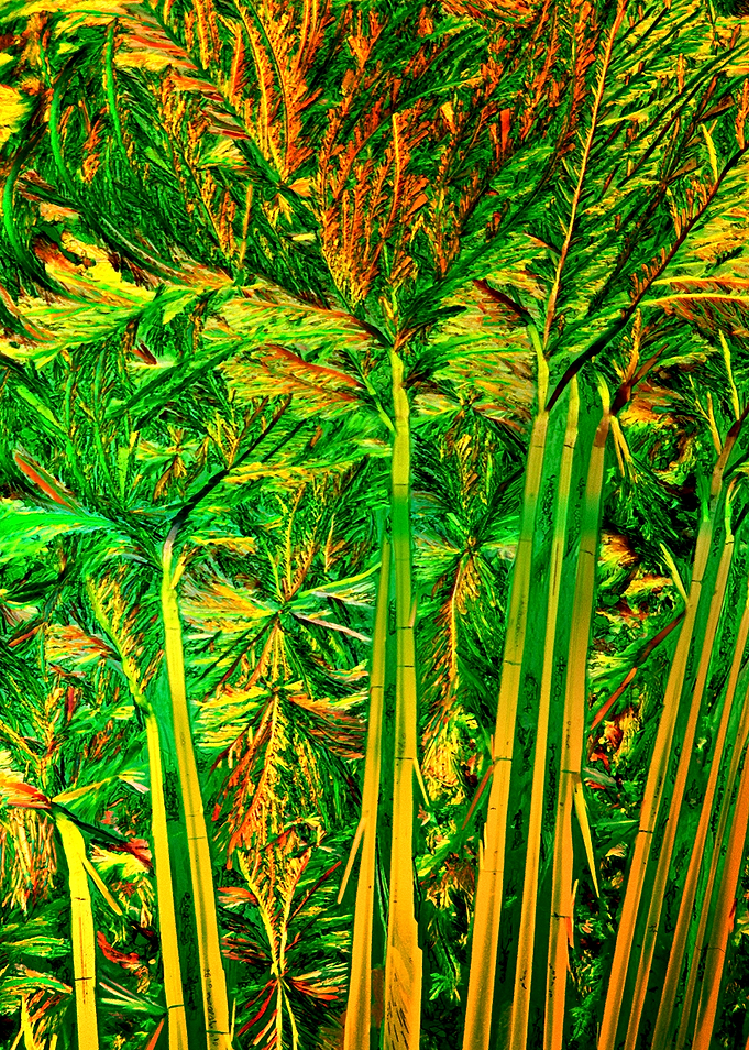 Bamboo