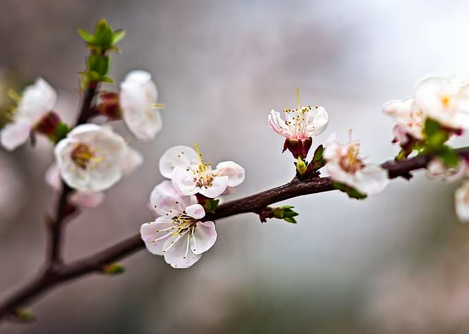 Elegant Japanese Apricot
