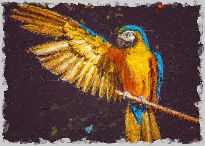 Colorful Parrot