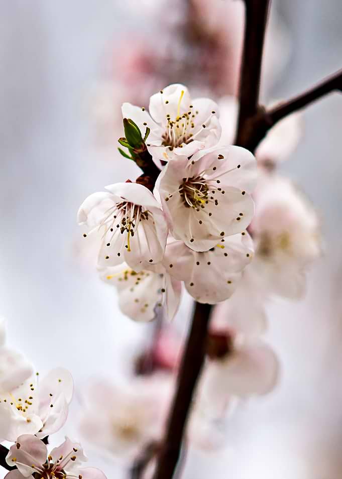 Apricot Flowers On Grey