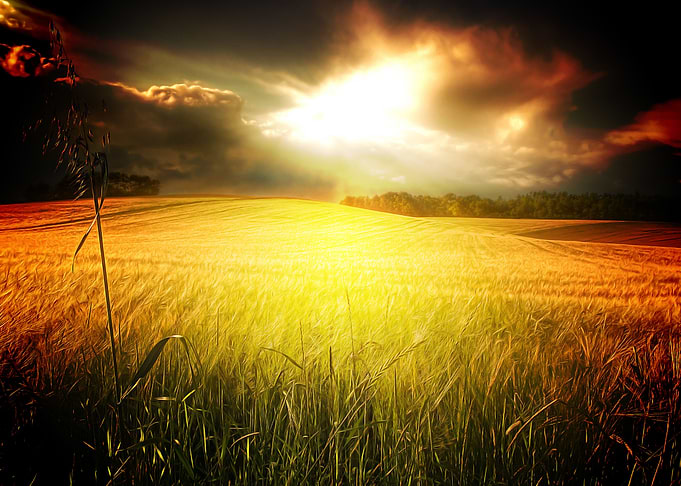 Earth Wheat Sky Cloud Fiel