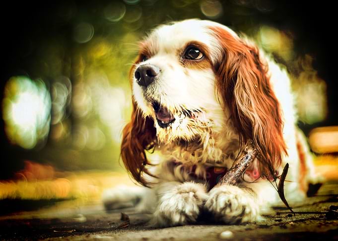 Cocker Spaniel