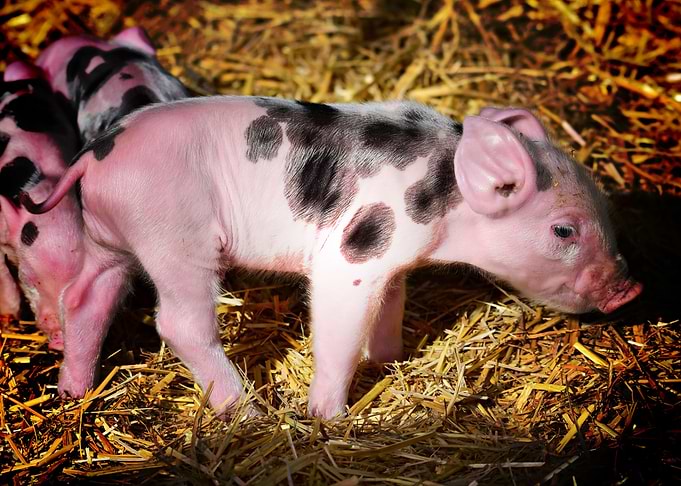 pink pig