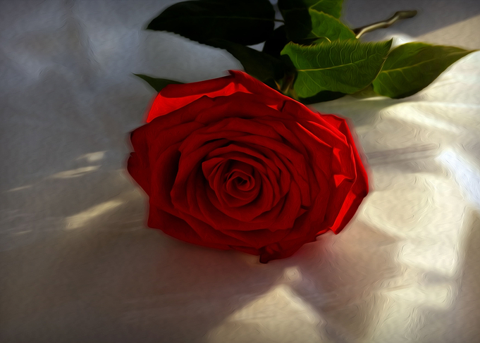 rose at dusk
