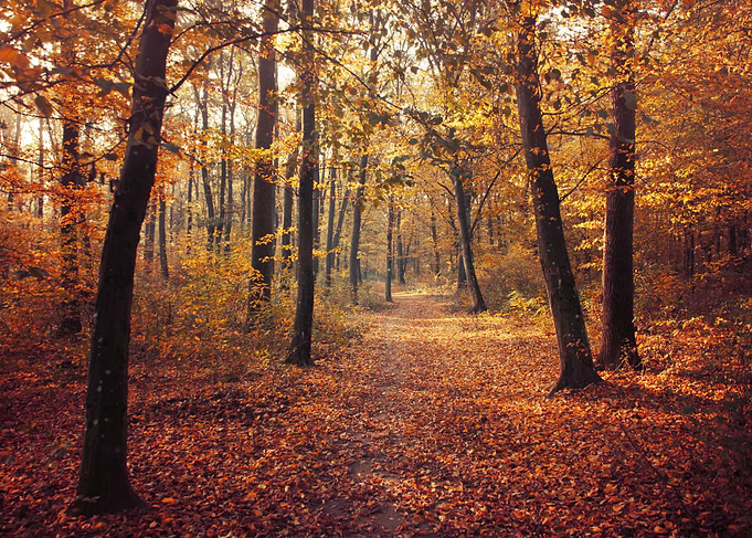 Autumn forest light