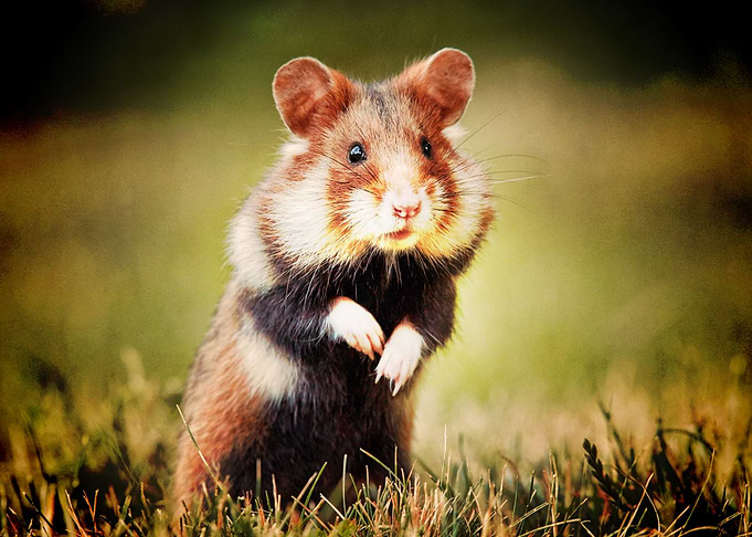 Hamster