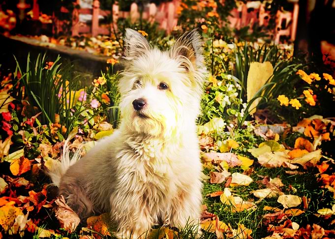 Westie