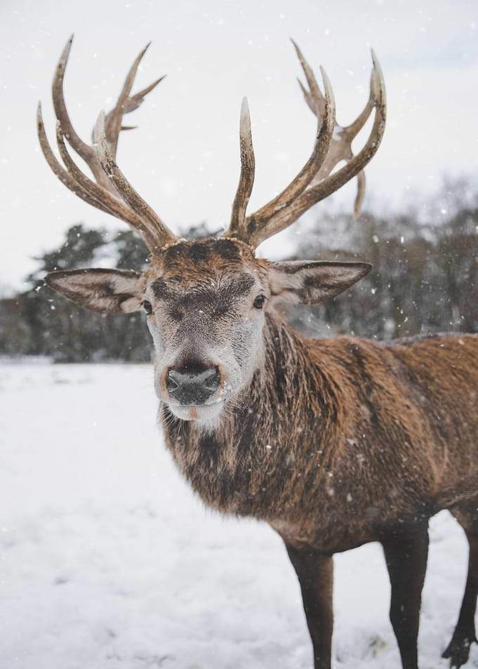 deer standing snow horn