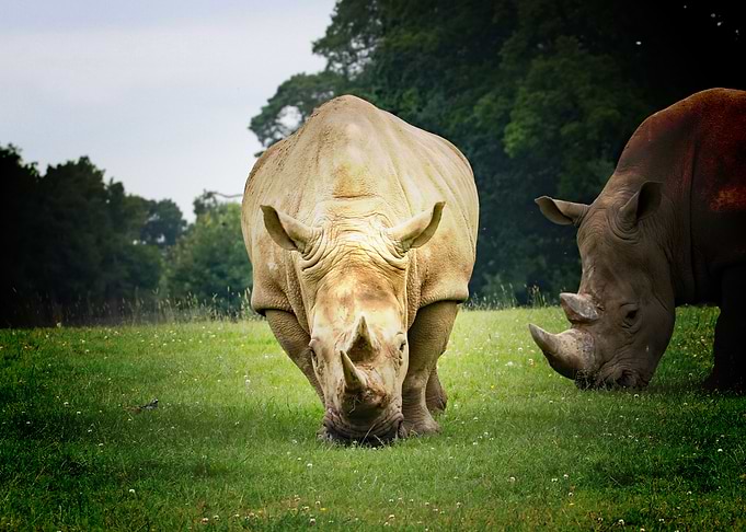 rhinos wildlife