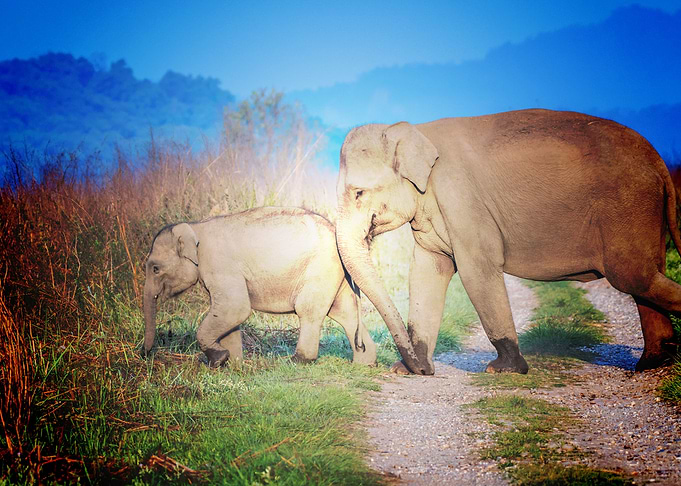 elephants wildlife baby el