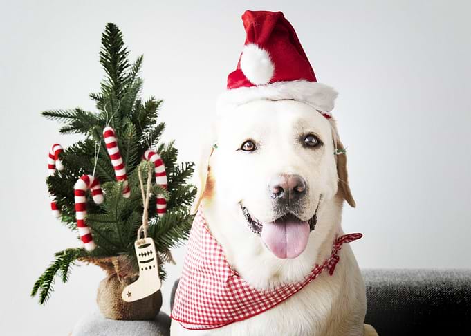 labrador