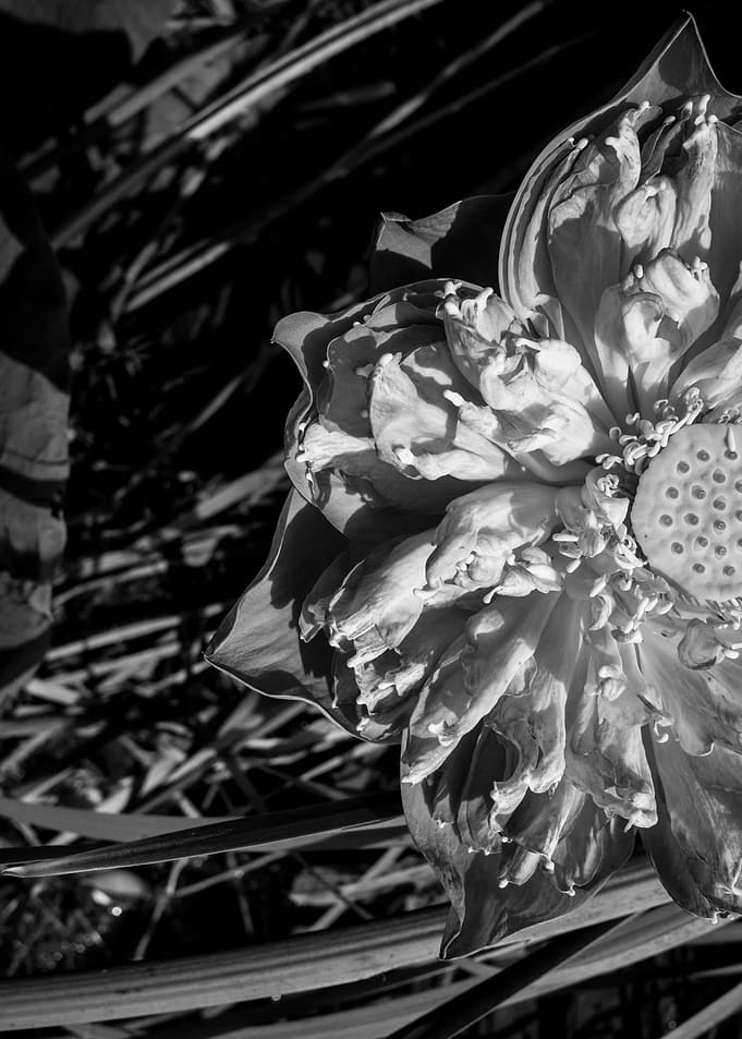 lotos flower