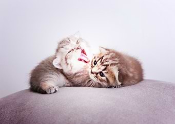 kittens