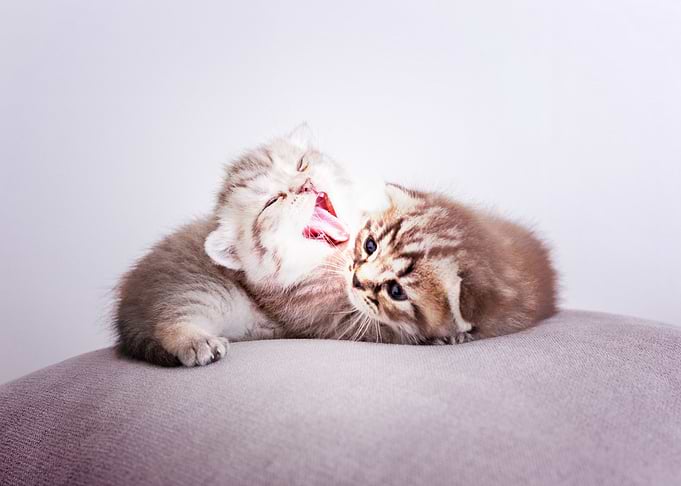kittens
