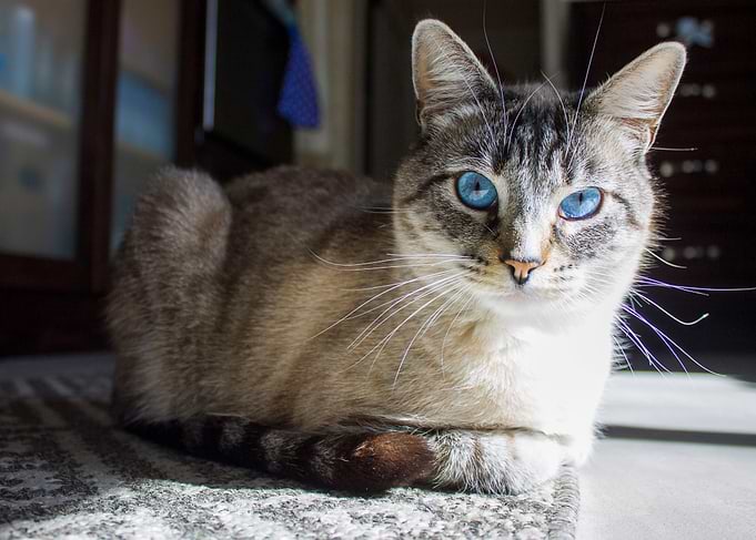 Blue Loaf