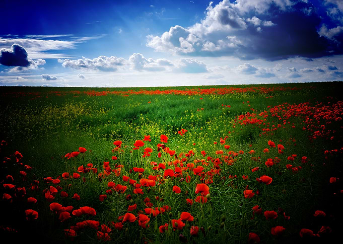 Earth Poppy Flowers Flower