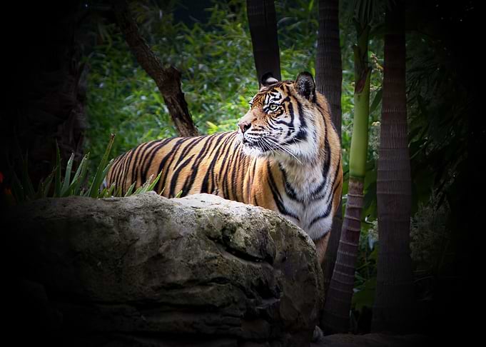 tiger wildlife wild cat ti