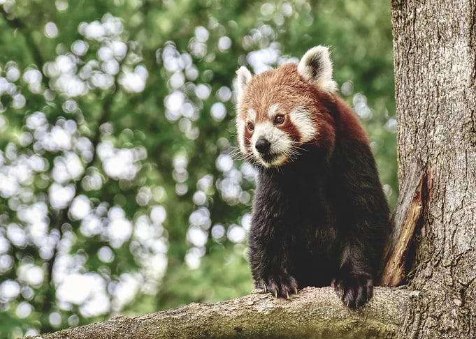bear tree branch