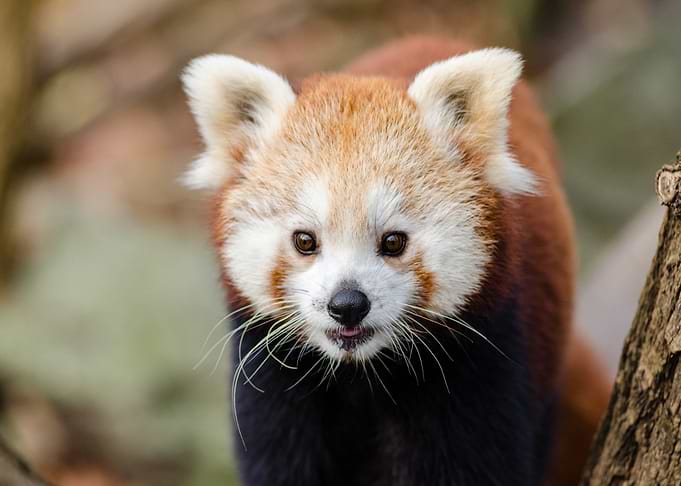 red baby panda