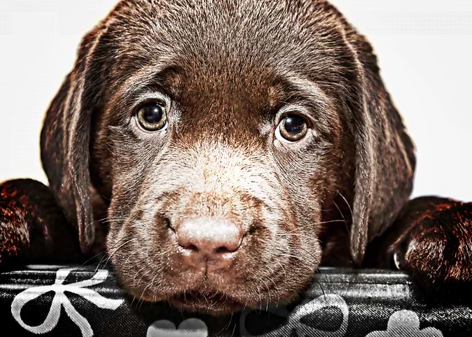 brown labrador