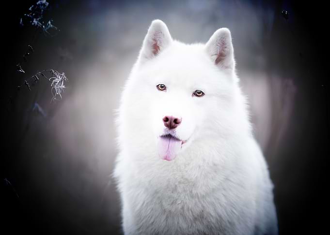shepherd dog