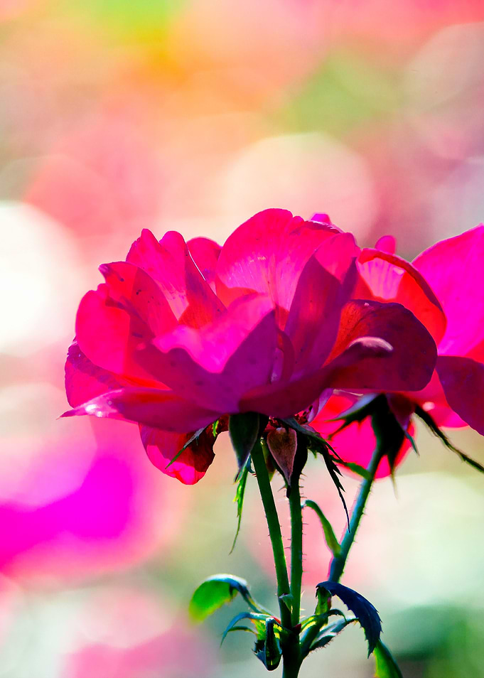 Pink Roses Colorful Light