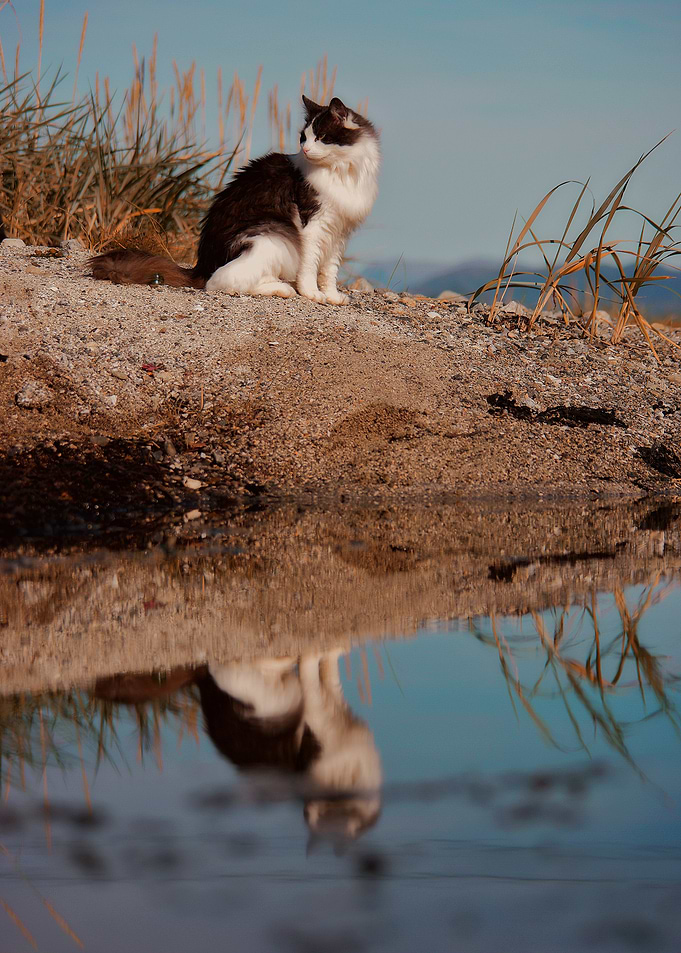 Cat in reflecting pond