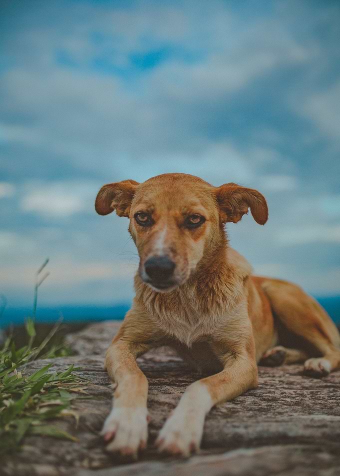 cloud brown dog
