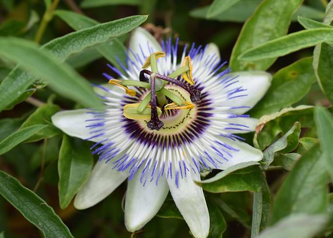 Garden Flower