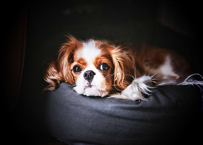 Cavalier King