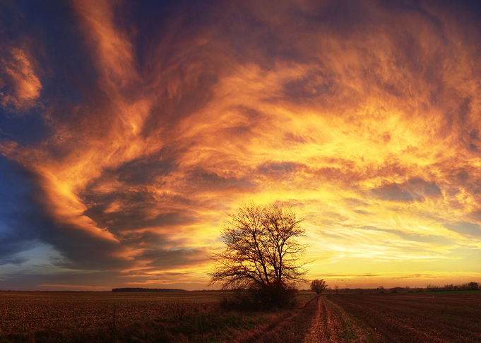 Sunset with lonesome tree