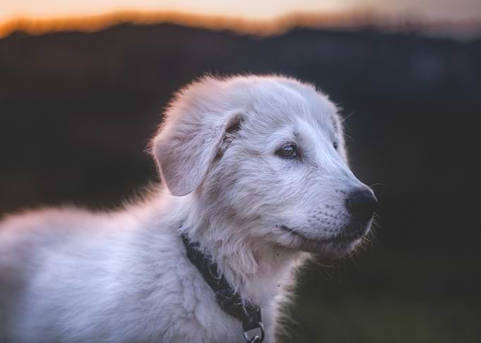 white dog eye