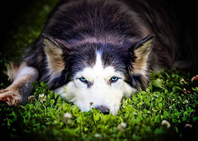 Husky Dog