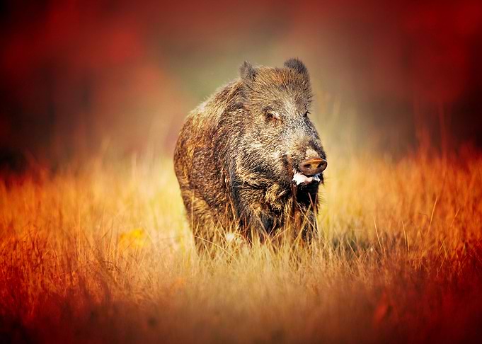 wild boar autumn field wil