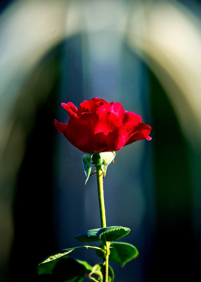 Bless You Red Rose Flower