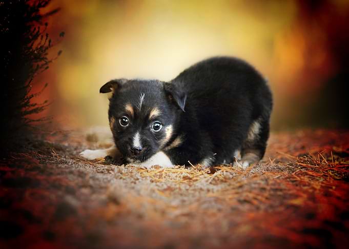 puppy
