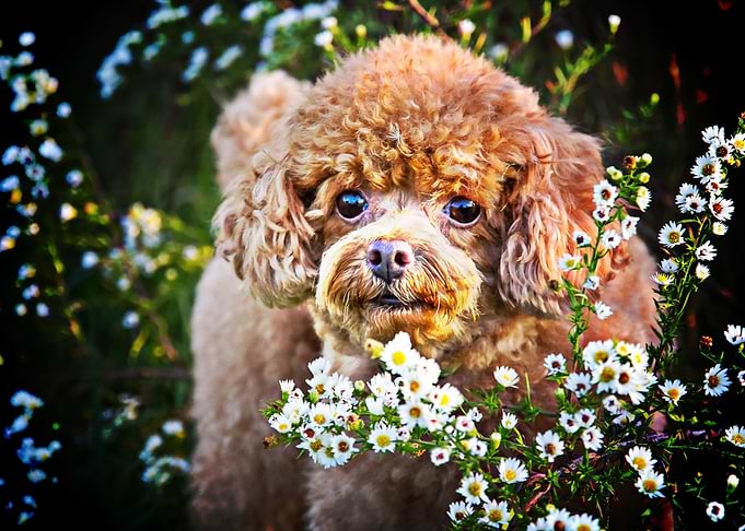 Poodle