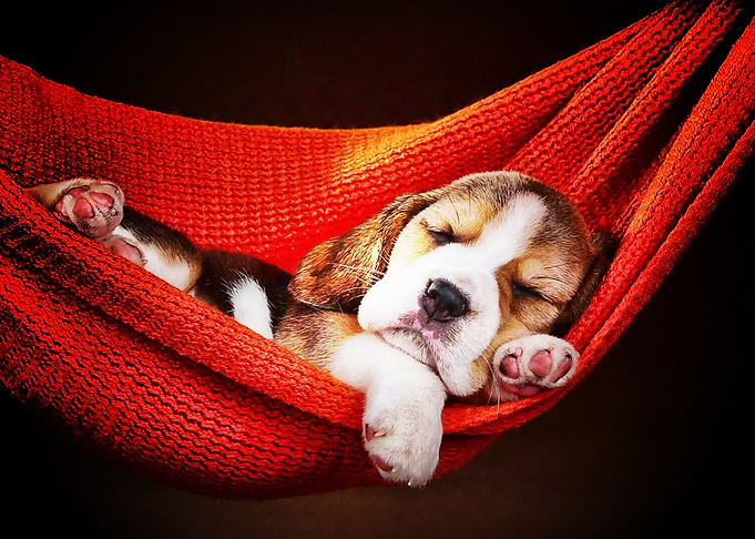 Beagle