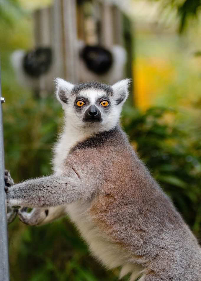 lemur squirrel