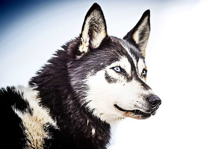 Husky Dog