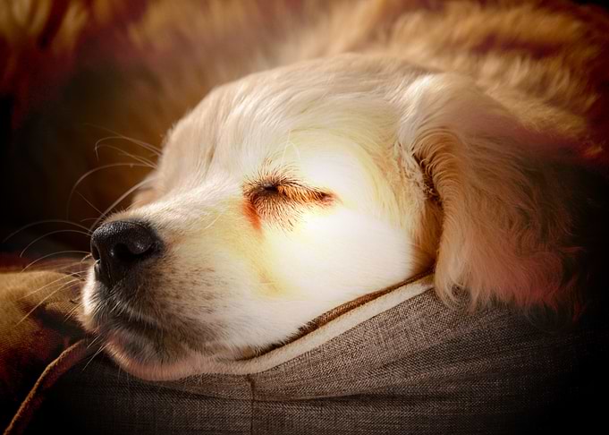 golden