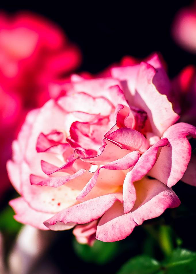 Sunlit Pink And Red Roses