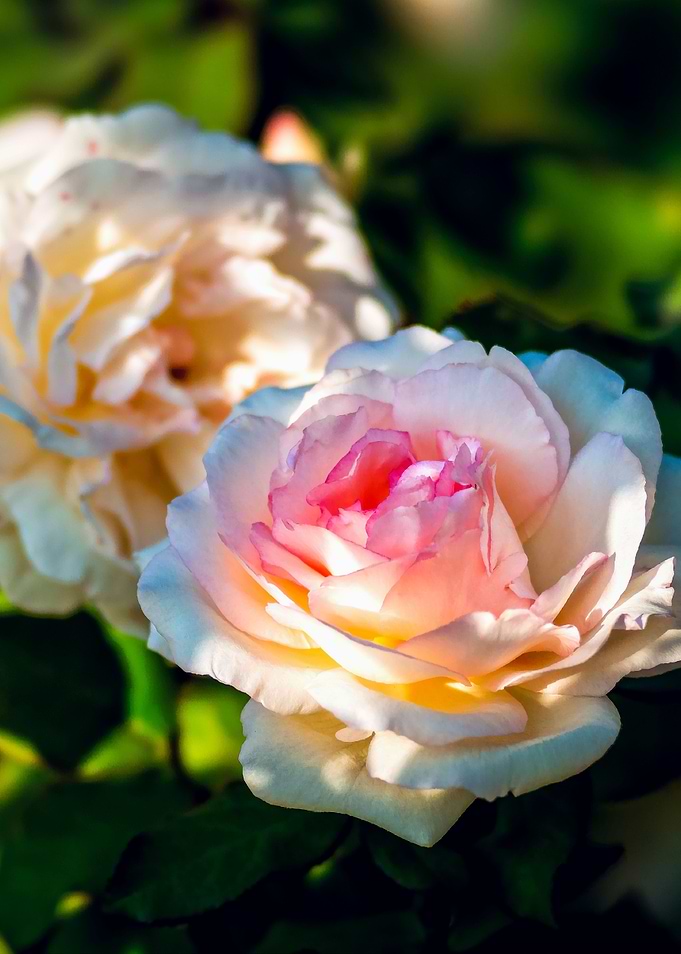Pink Beige Rose Flowers