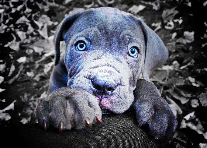 Cane Corso